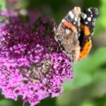 Schmetterling Erfahungen