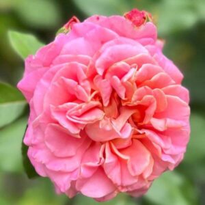 Pink Rose - Erfahrung